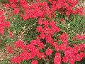 Wildfire Verbern Series / Verbena x hybrida  